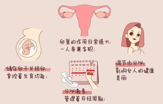 北京代孕负费方价格,北京朝阳医院试管婴儿费用多少？2022年试管价格表